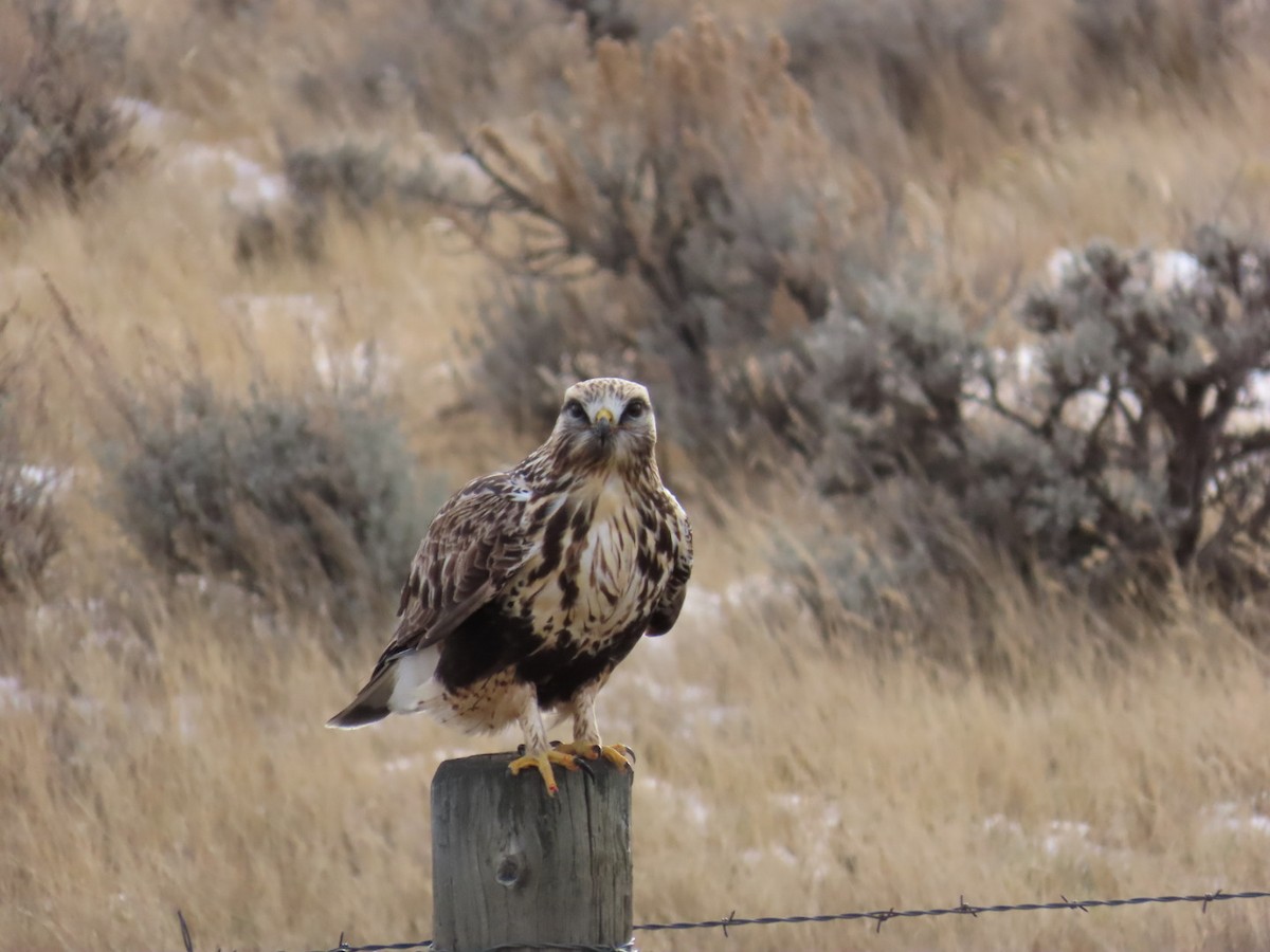 Rough-legged Hawk - ML647880028