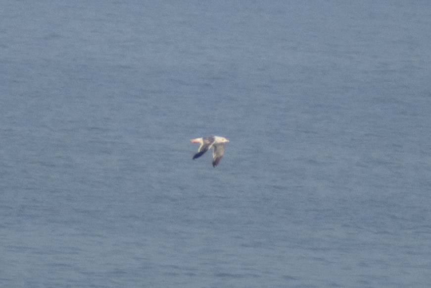 Gaviota Sombría - ML647880030