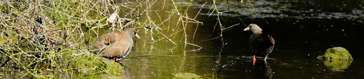 Gallinule aborigène - ML647880037