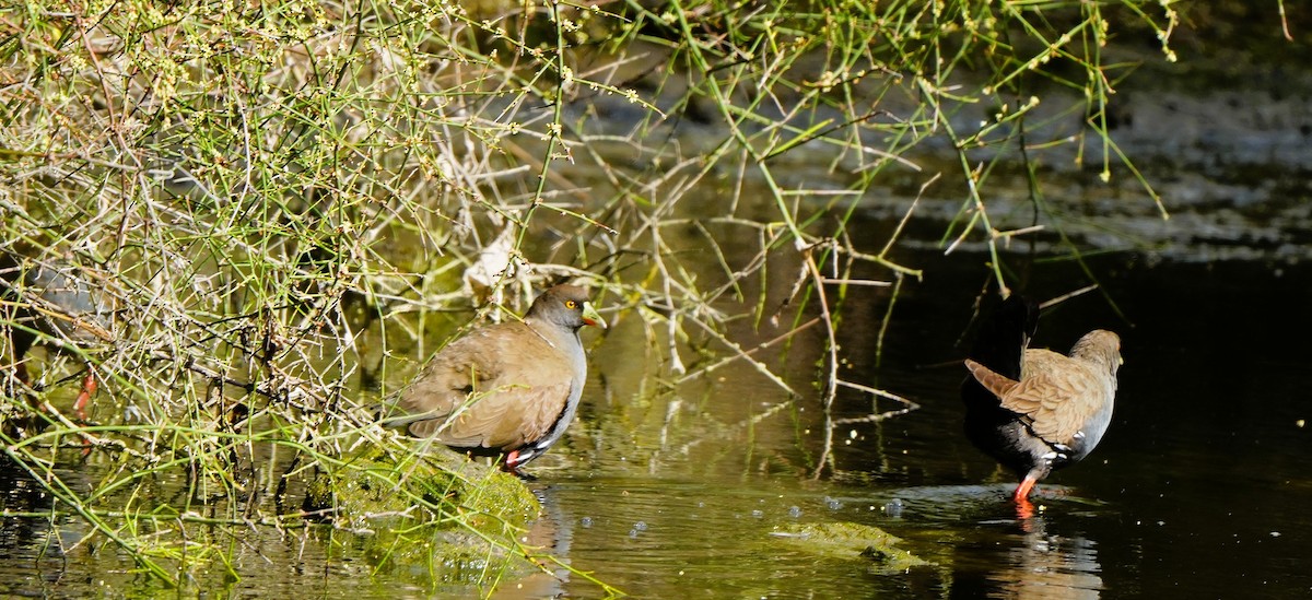 Gallinule aborigène - ML647880038