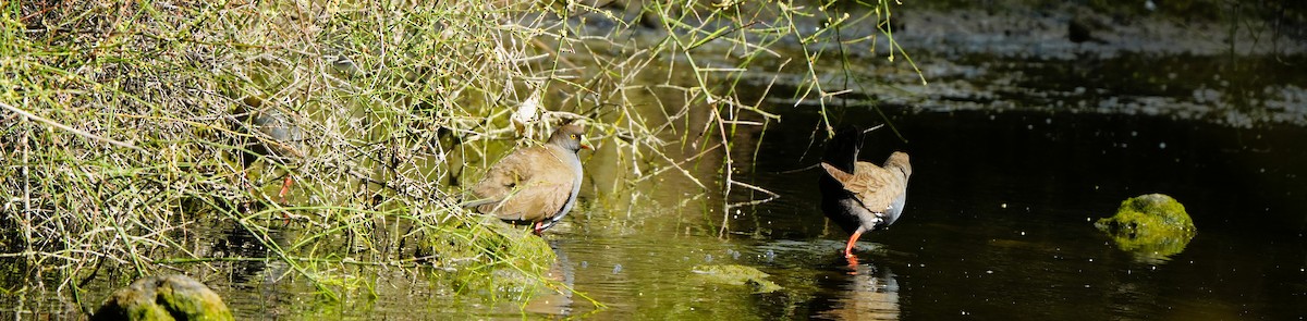 Gallinule aborigène - ML647880039
