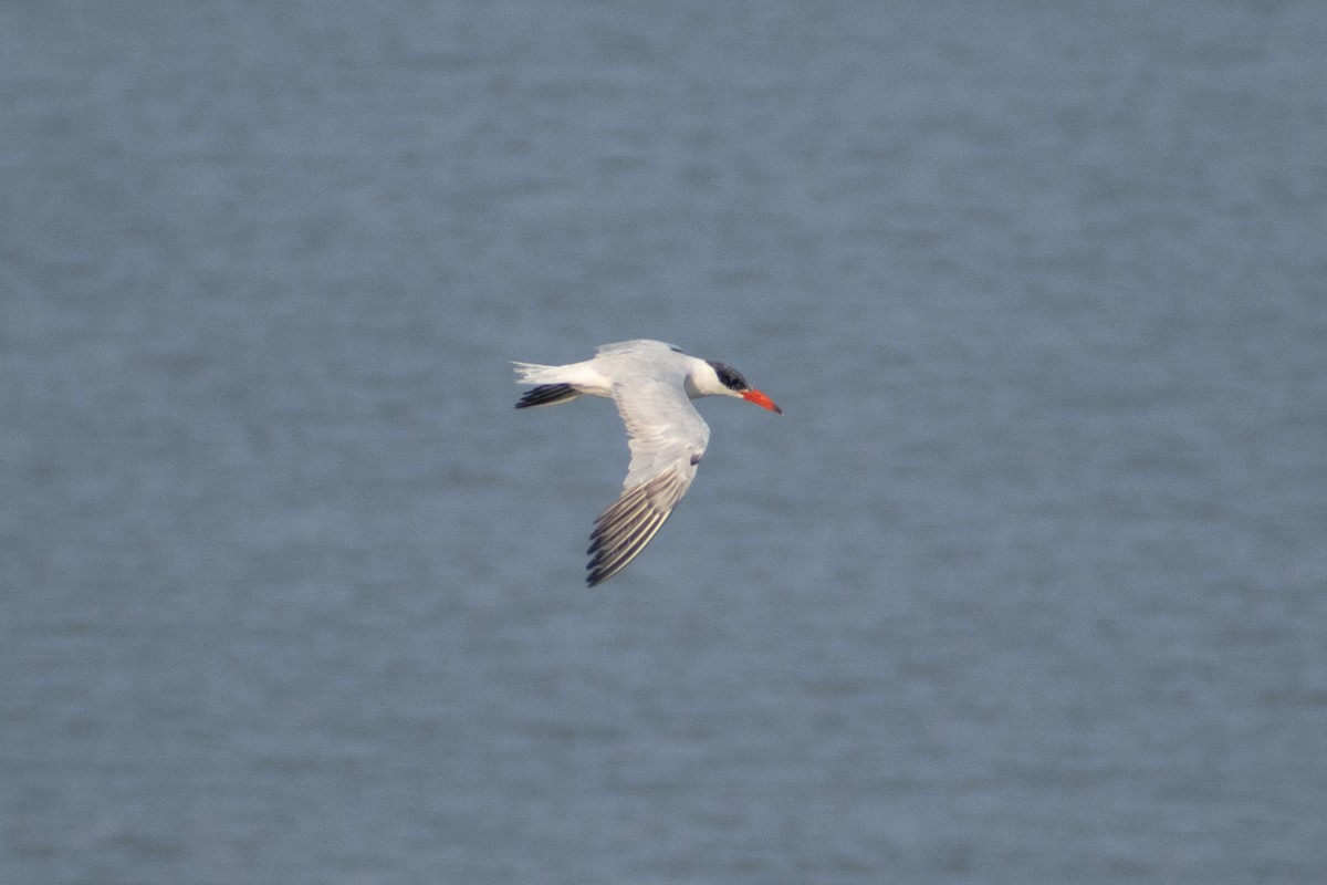 Sterne caspienne - ML647880041