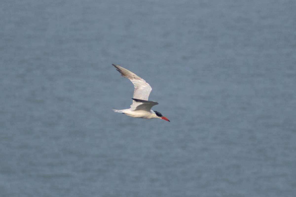 Sterne caspienne - ML647880042