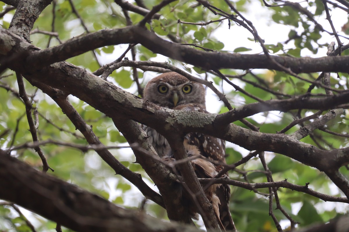 Chevêchette perlée - ML647880048