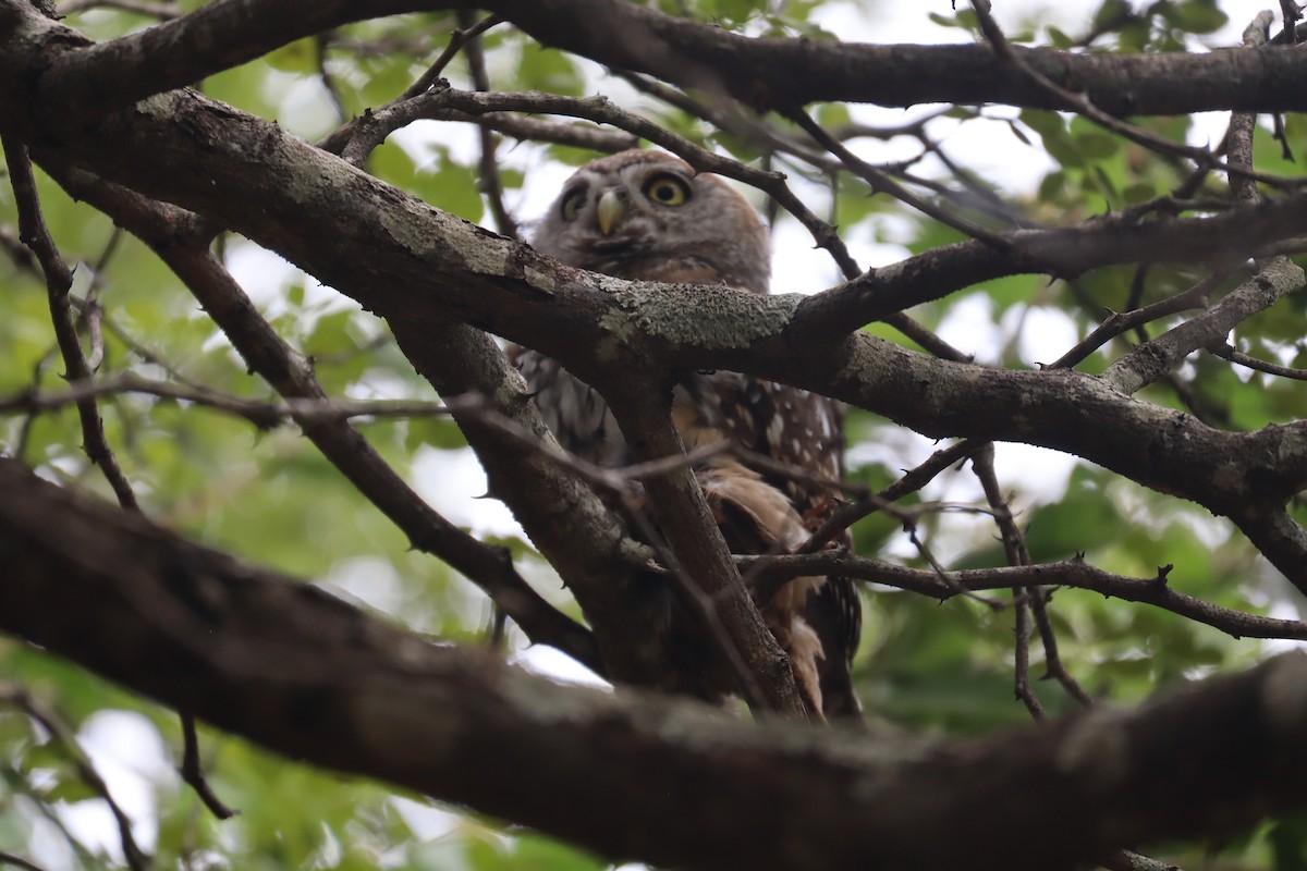 Chevêchette perlée - ML647880049