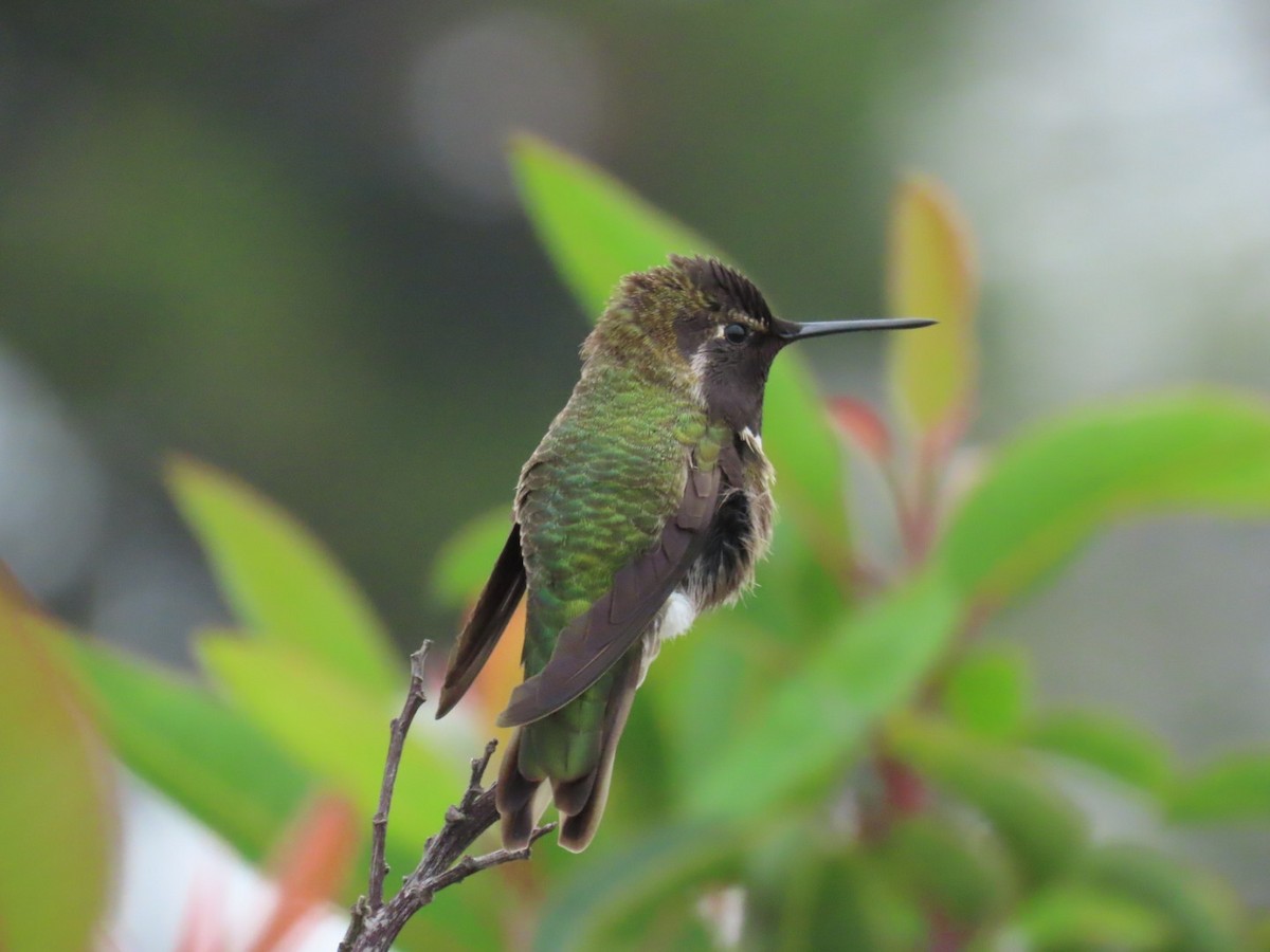 Colibri d'Anna - ML647880050