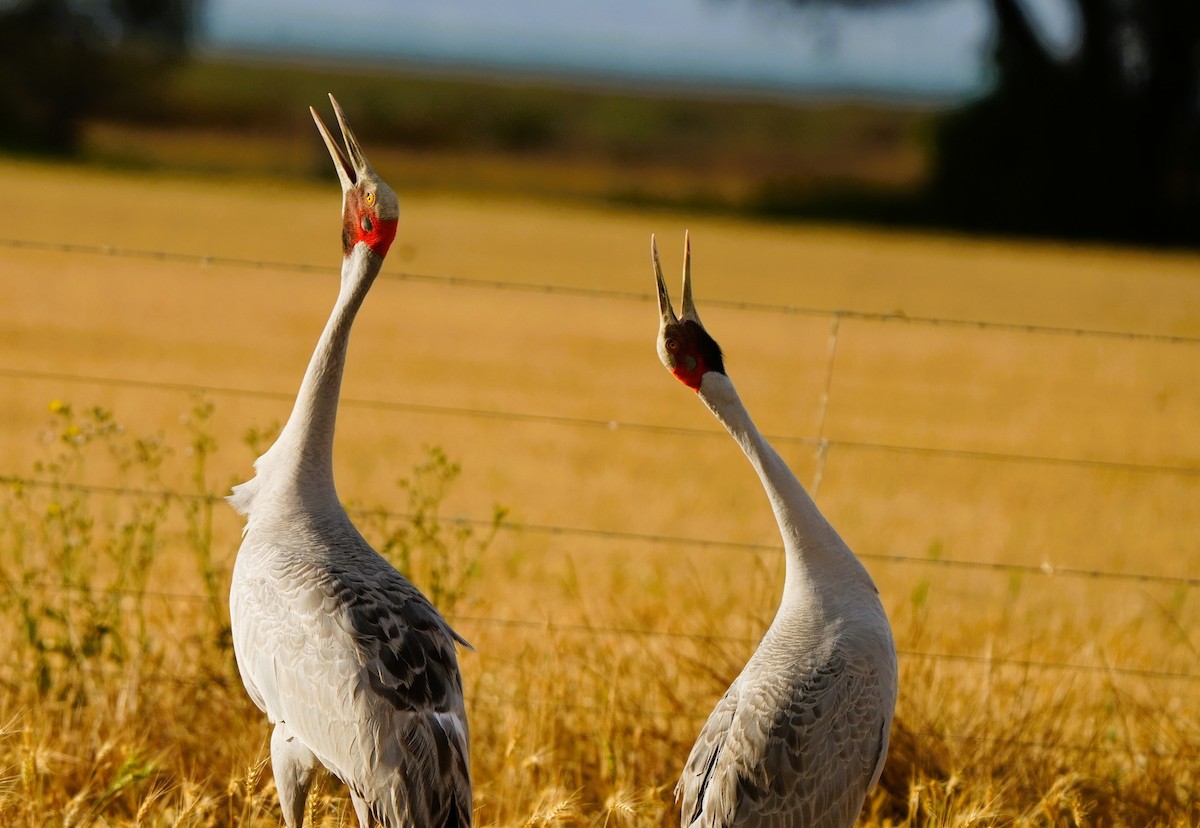 Grue brolga - ML647880052