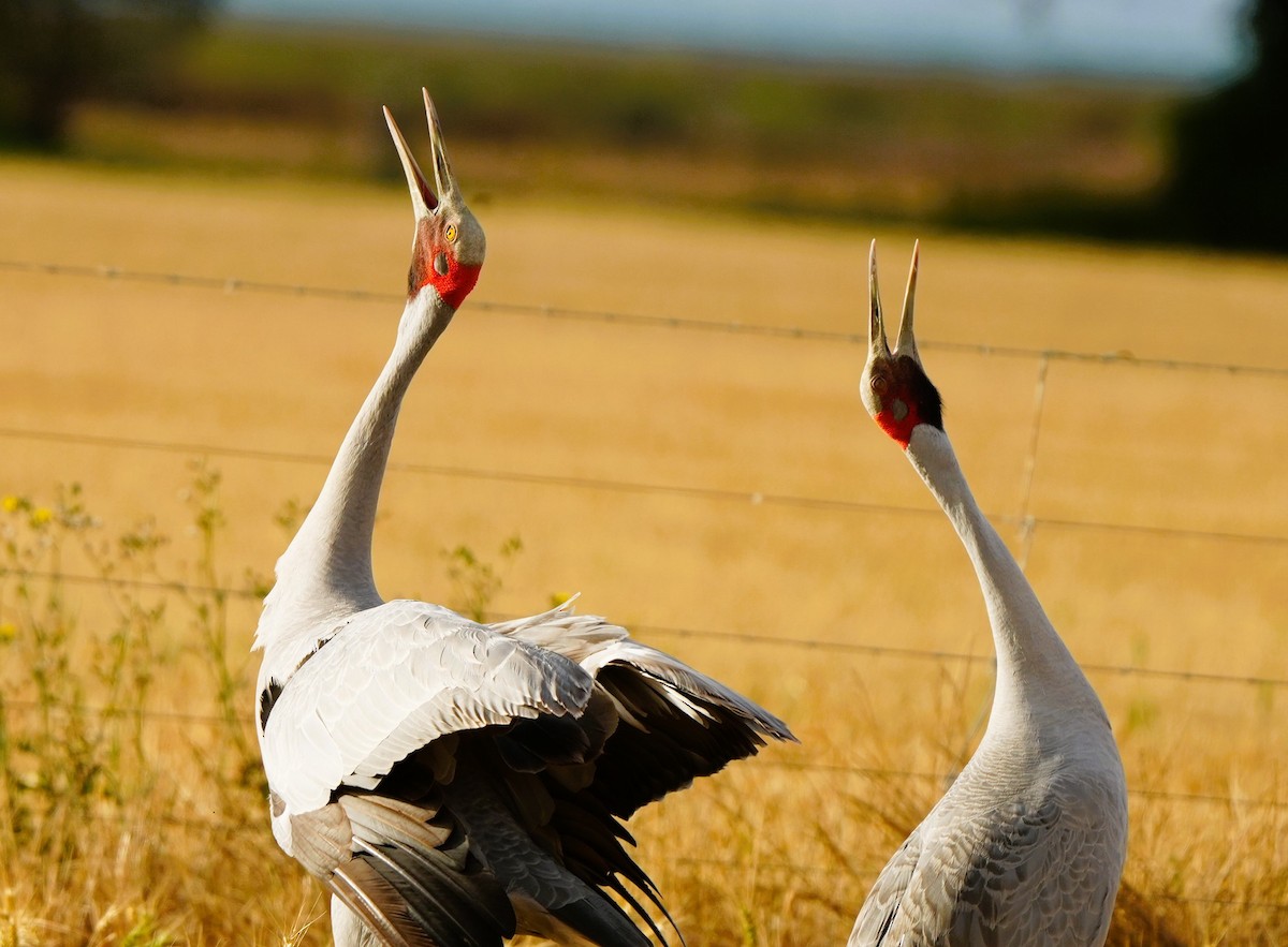 Grue brolga - ML647880053