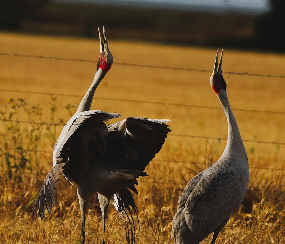 Grue brolga - ML647880054