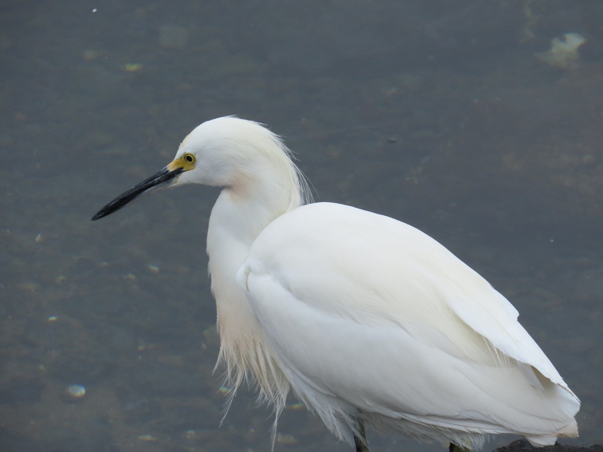 Aigrette neigeuse - ML647880055