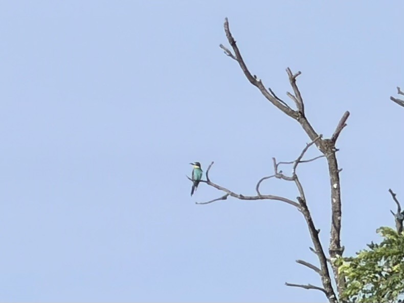 Guêpier d'Europe - ML647880056