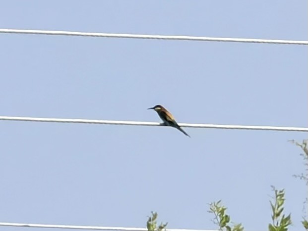 Guêpier d'Europe - ML647880057