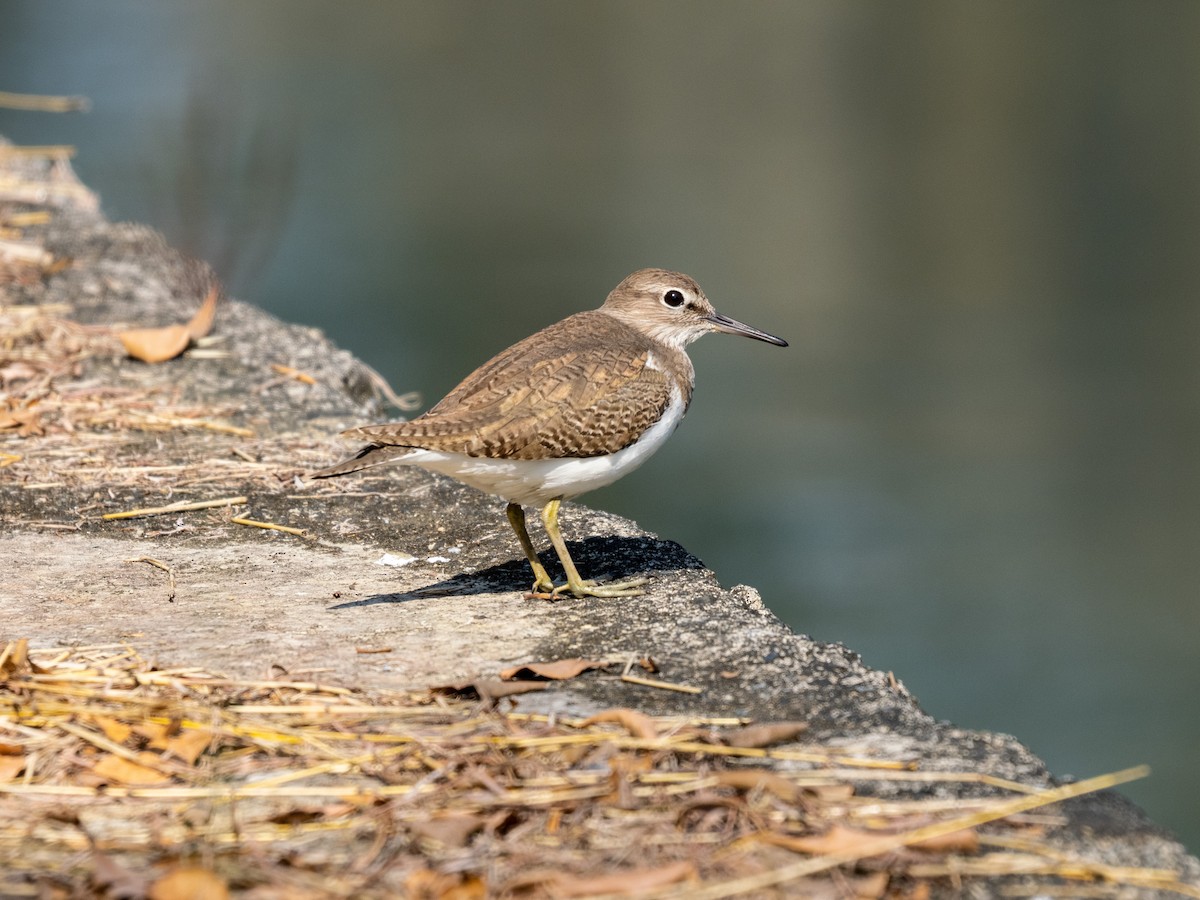 Chevalier guignette - ML647880058