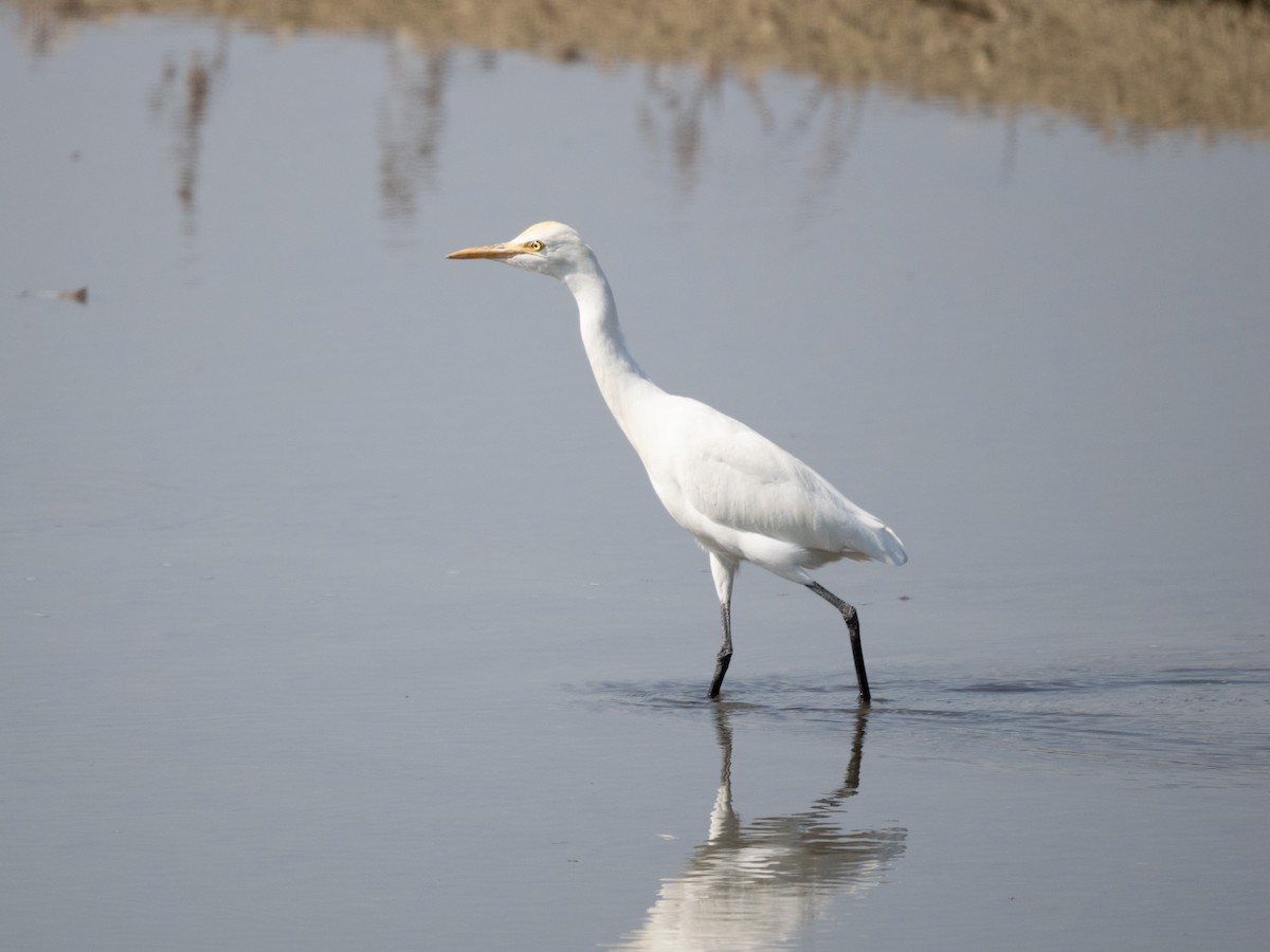 Héron de Coromandel - ML647880059