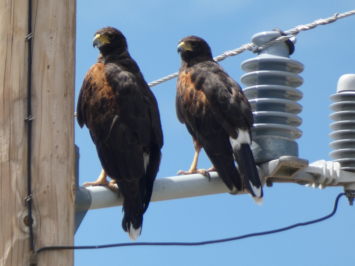 Buse de Harris - ML647880060