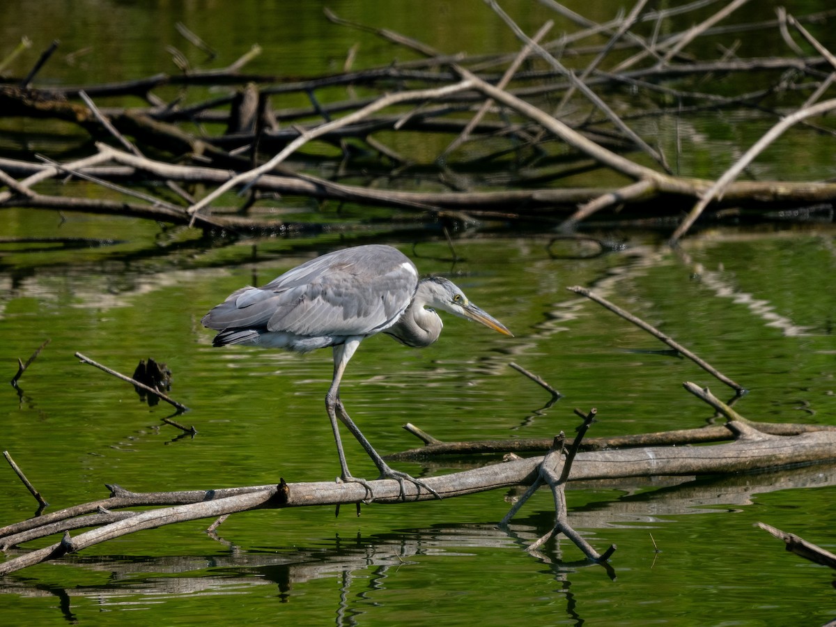 Héron cendré - ML647880062