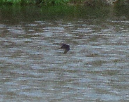 Hirondelle rustique - ML647880063