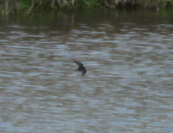 Hirondelle rustique - ML647880064