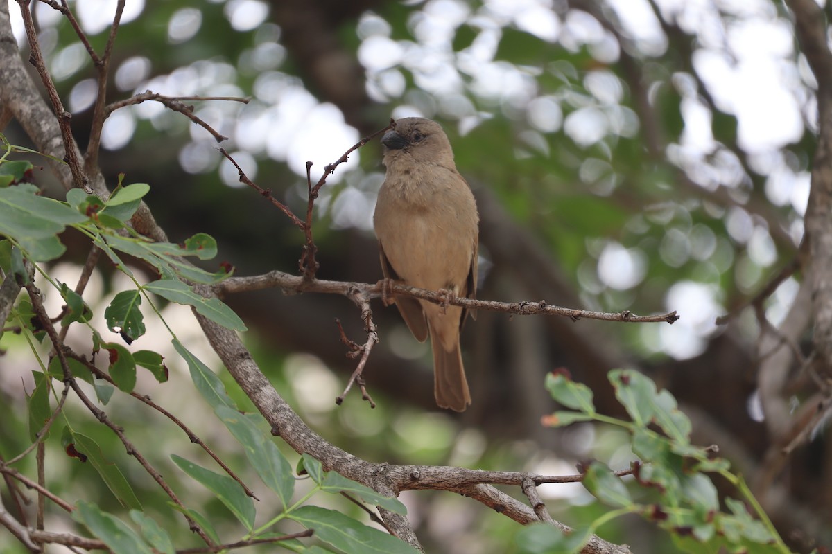 Moineau domestique - ML647880065