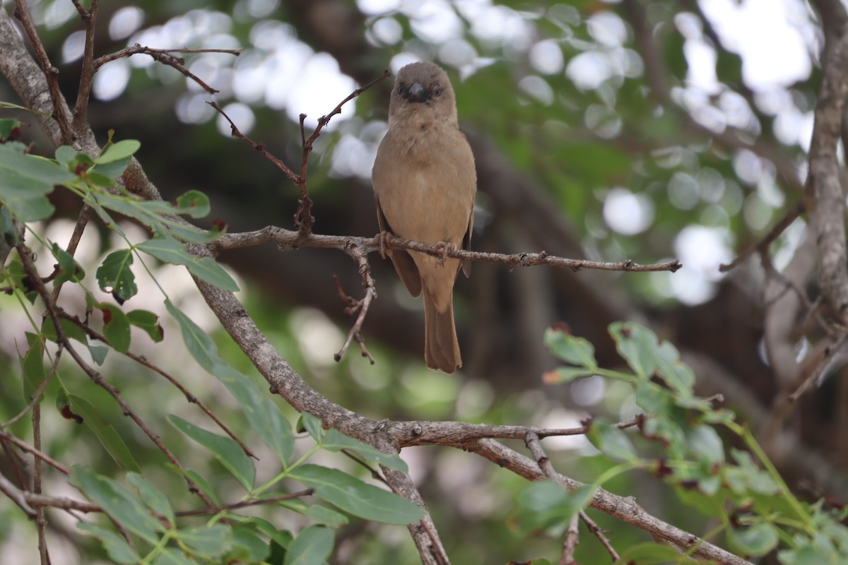 Moineau domestique - ML647880066