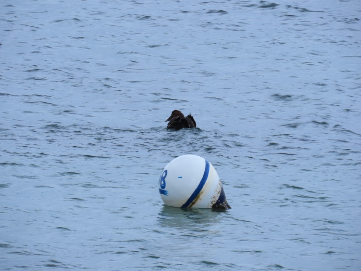 Eider à duvet - ML647880067