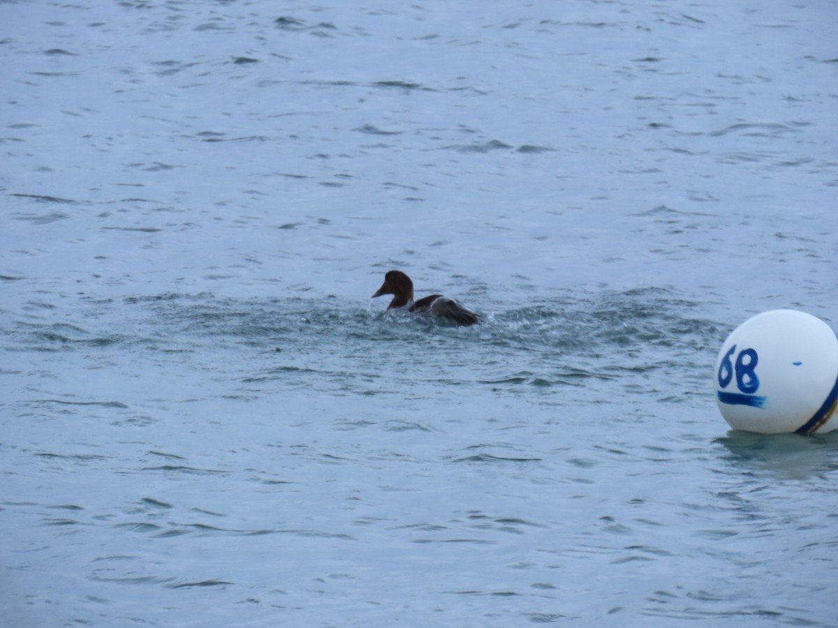 Eider à duvet - ML647880068