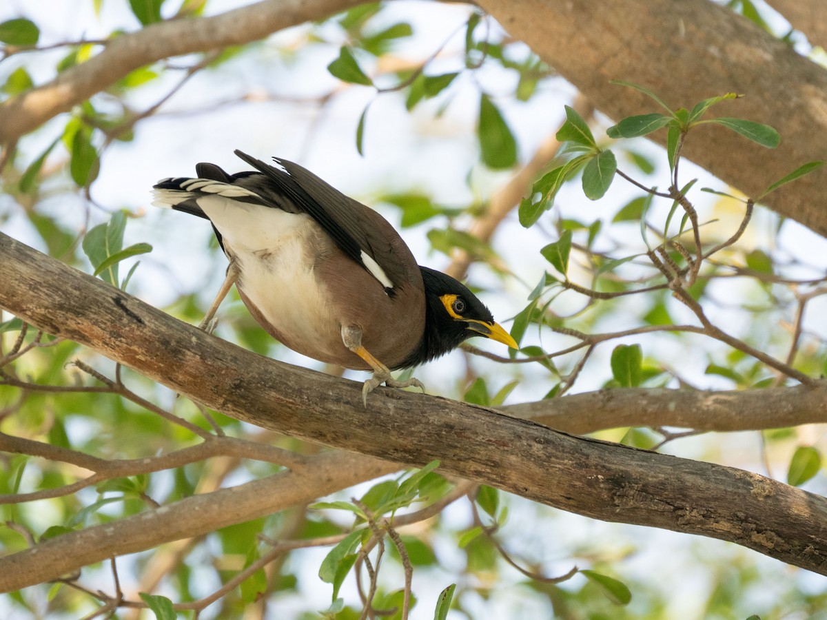 Martin triste - ML647880069