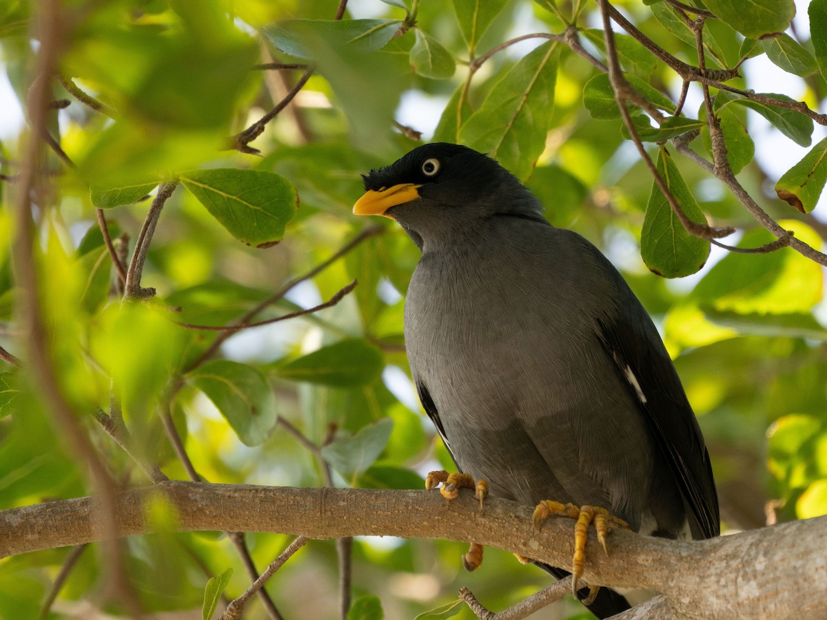 Martin de Java - ML647880070