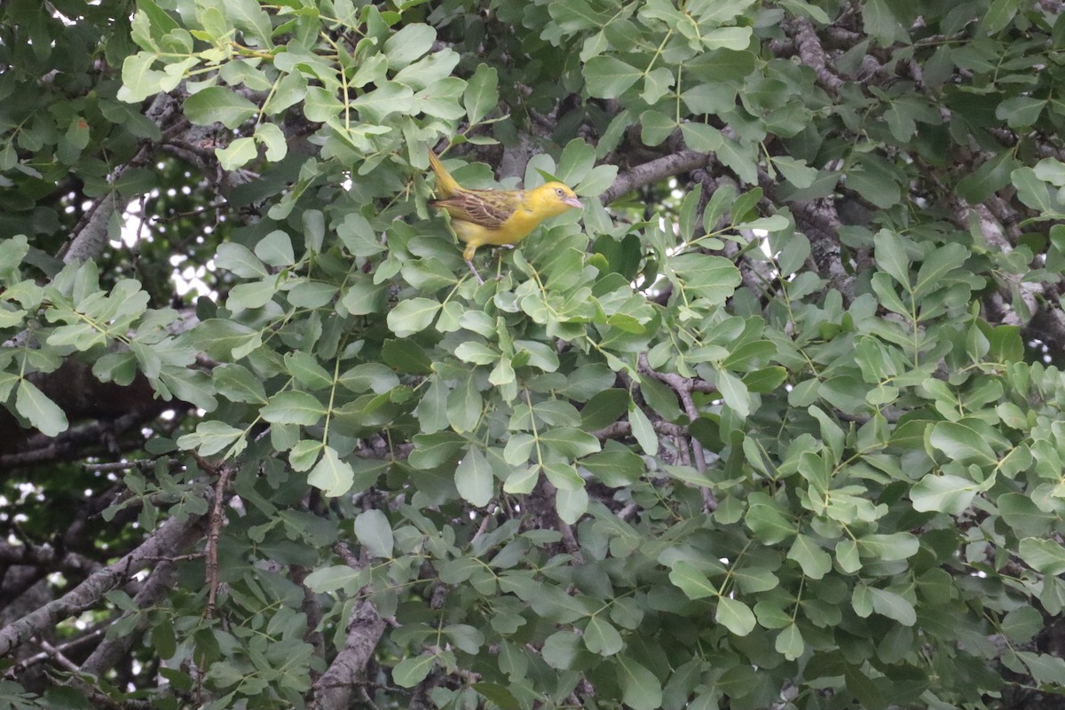 Tisserin à lunettes - ML647880071