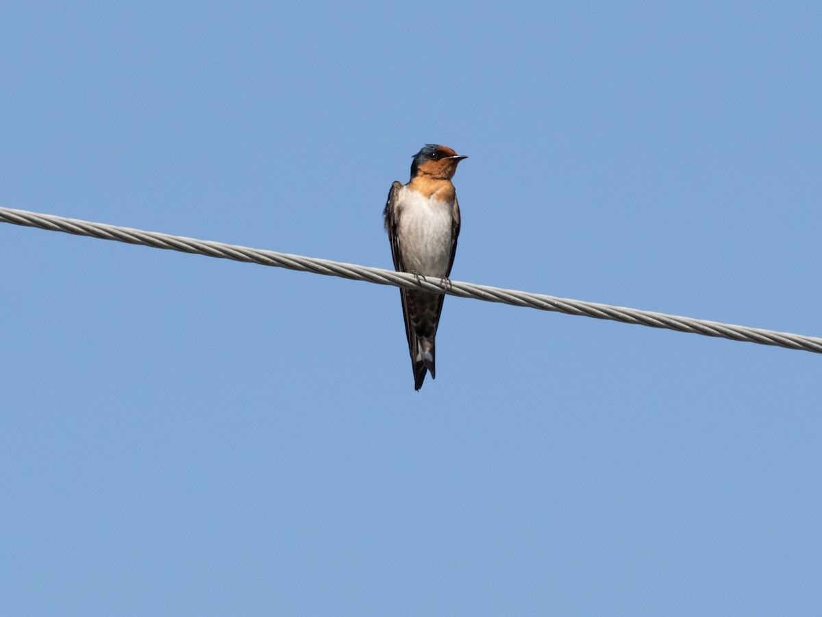 Hirondelle de Java - ML647880072