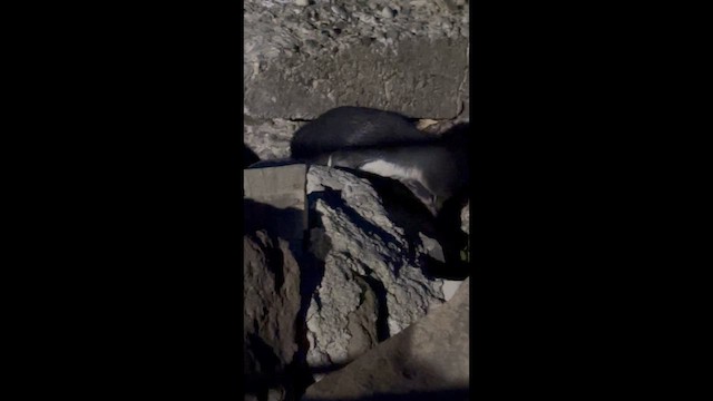 コビトペンギン - ML647880074