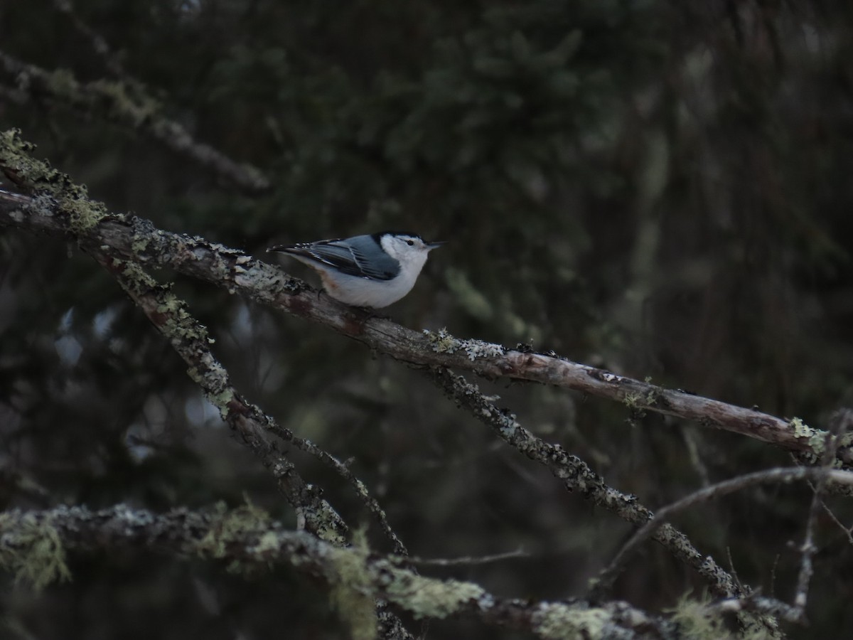 White-breasted Nuthatch - ML647880088