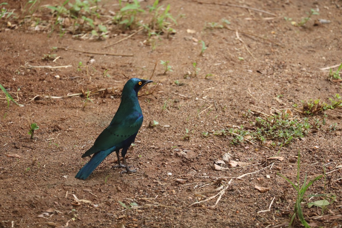 blåøreglansstær - ML647880090