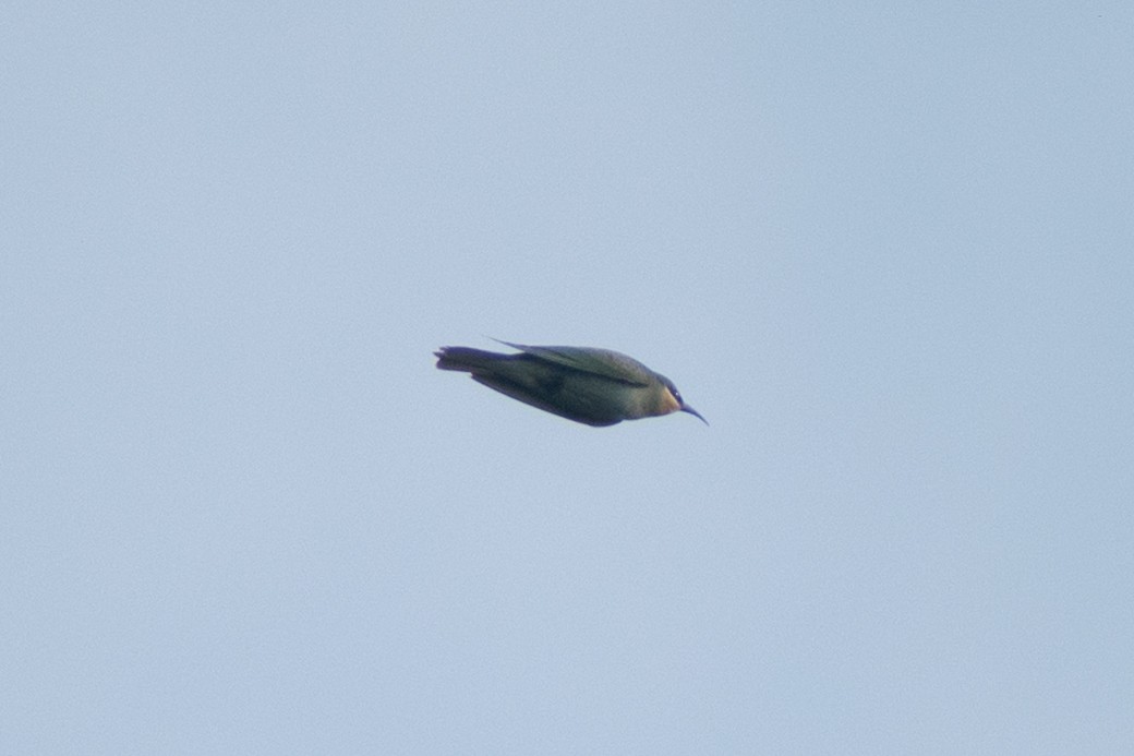 vlha modrolící - ML647880112