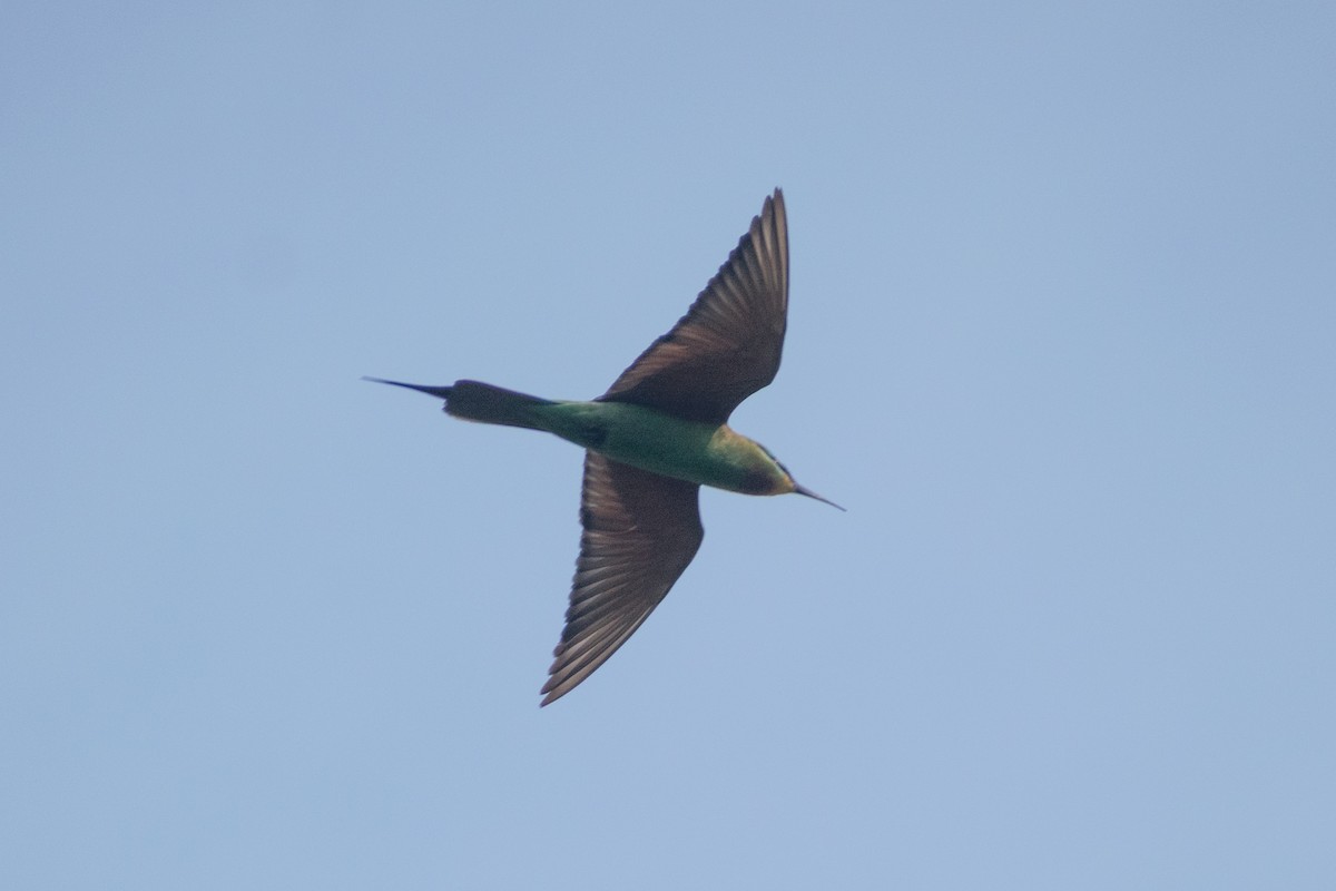 vlha modrolící - ML647880114