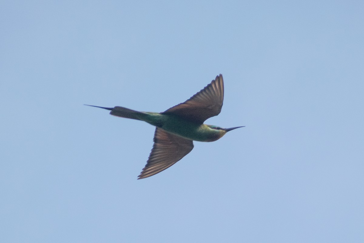 vlha modrolící - ML647880115