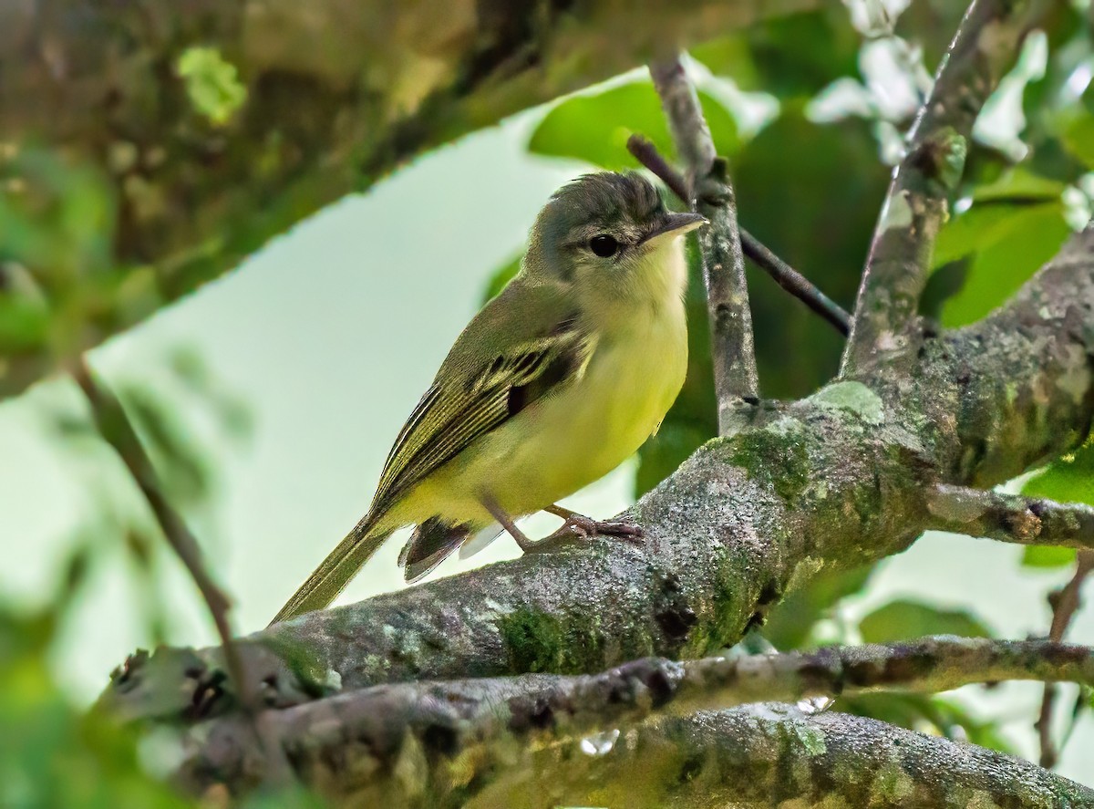 bladflatnebb - ML647880122