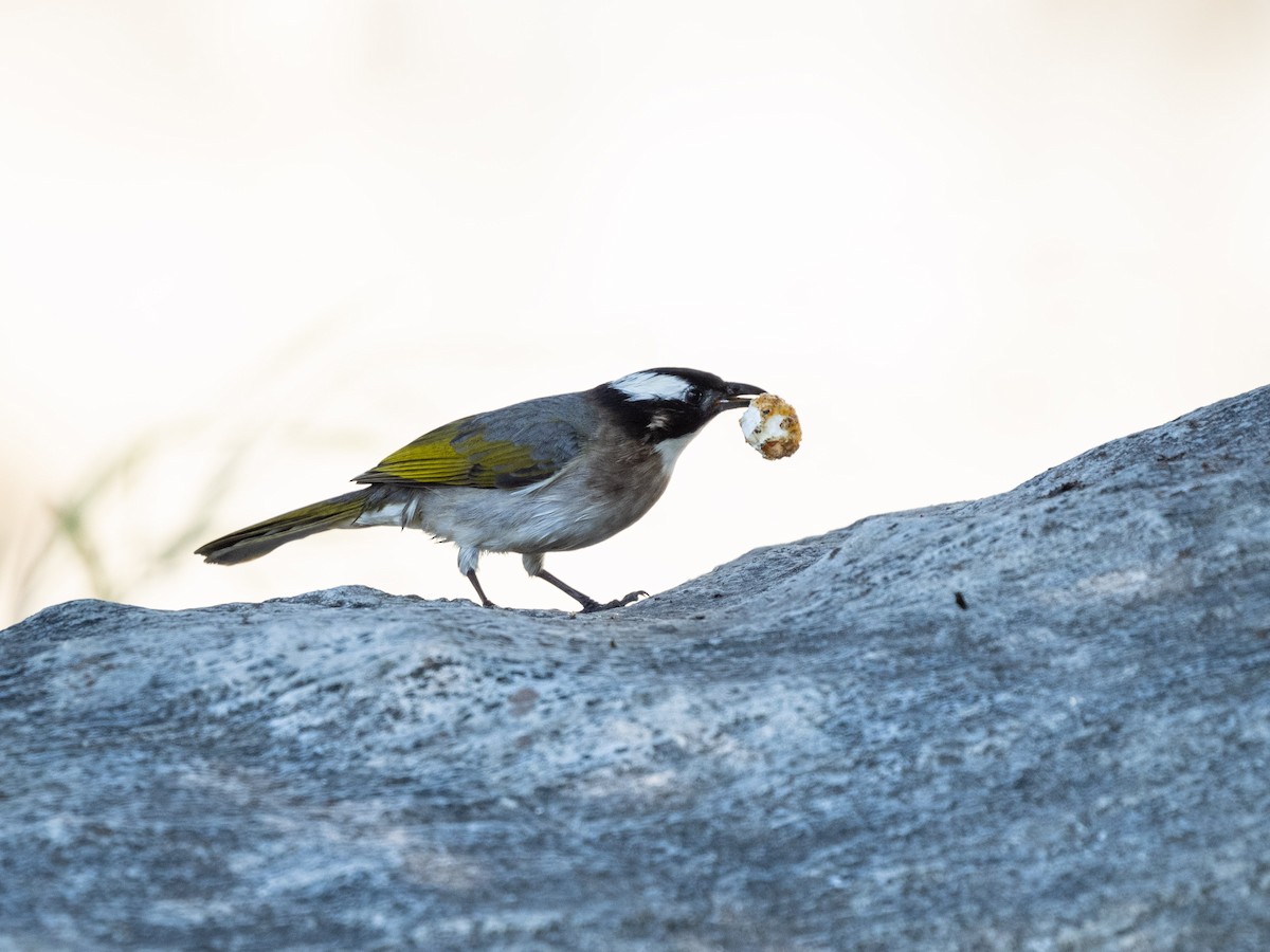 kinabylbyl (formosae/orii) - ML647880123