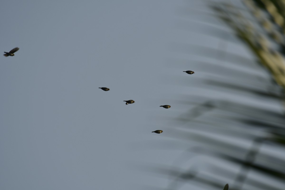 hvitgumpnonne - ML647880124