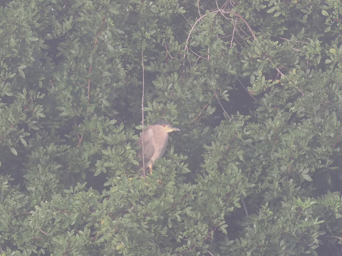 natthegre - ML647880125