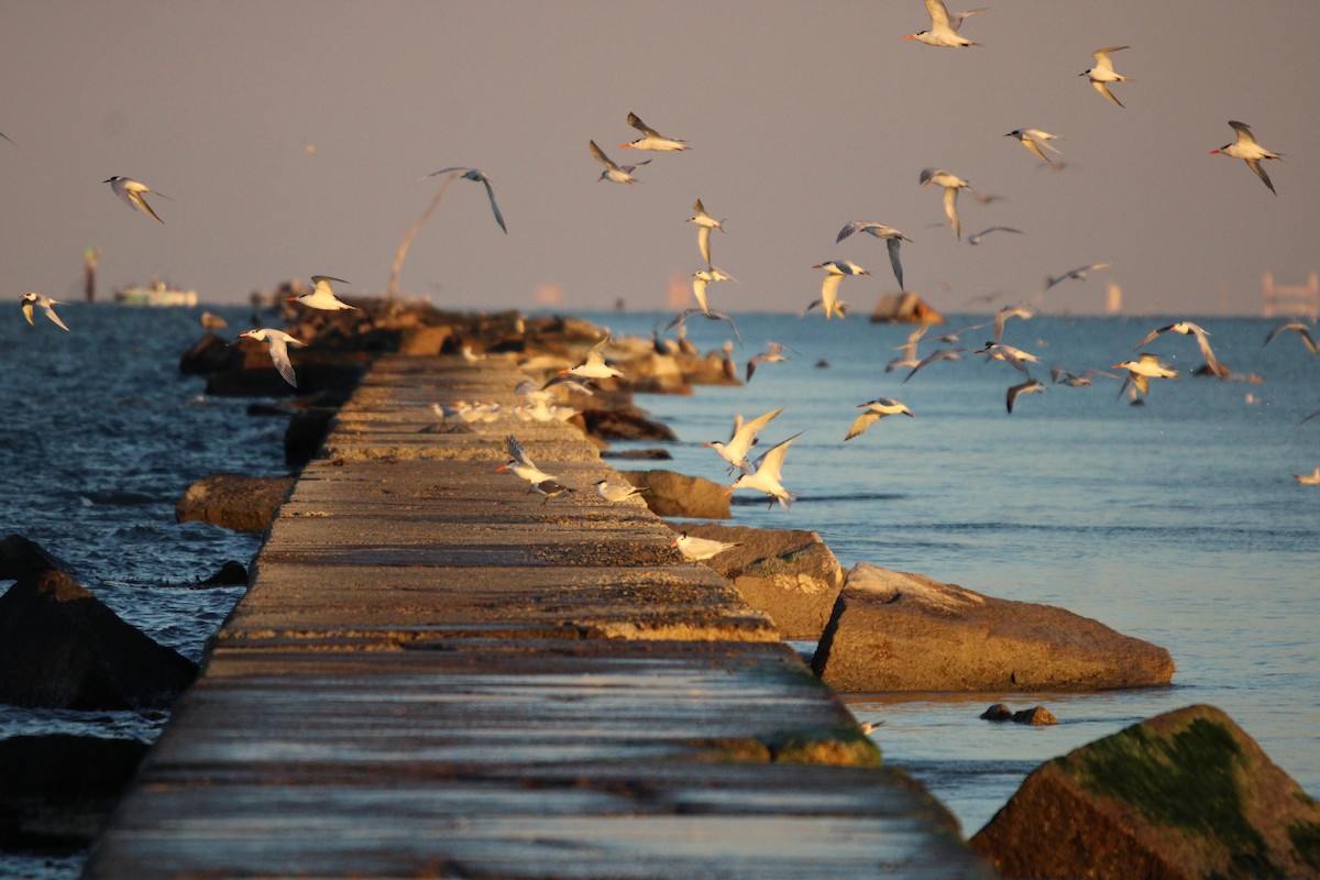 kongeterne - ML647880126