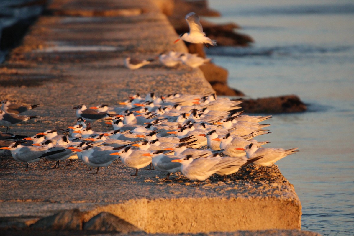 kongeterne - ML647880127