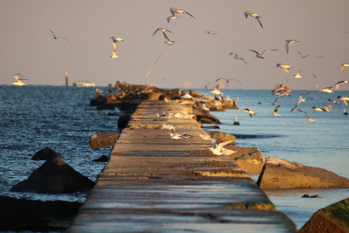 kongeterne - ML647880128