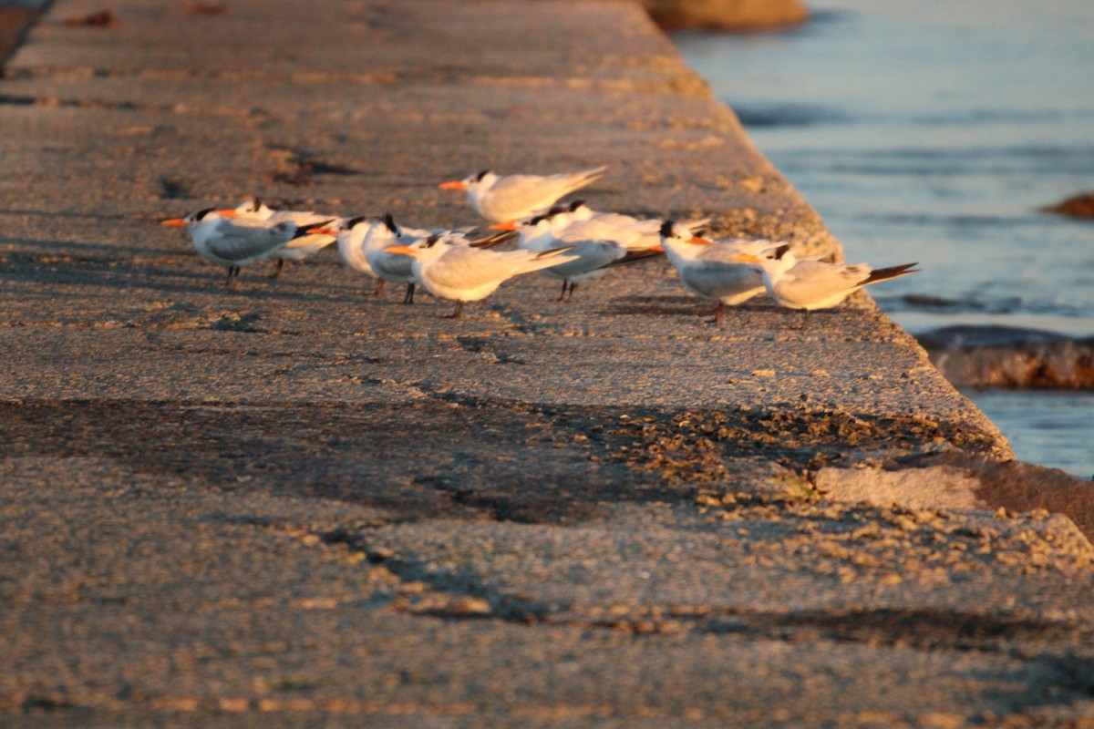 kongeterne - ML647880129