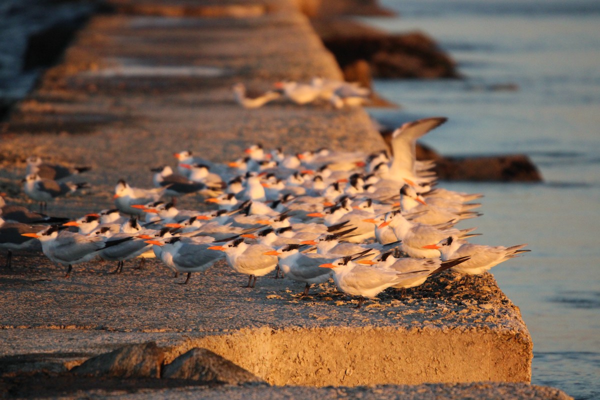 kongeterne - ML647880130