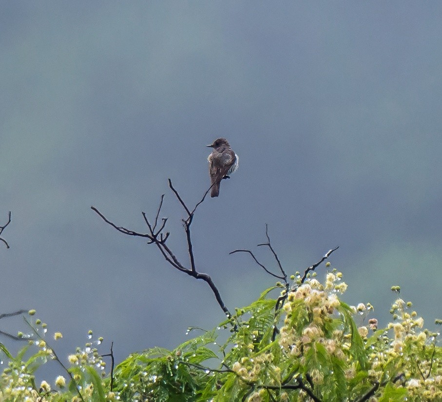 vestpivi - ML647880131