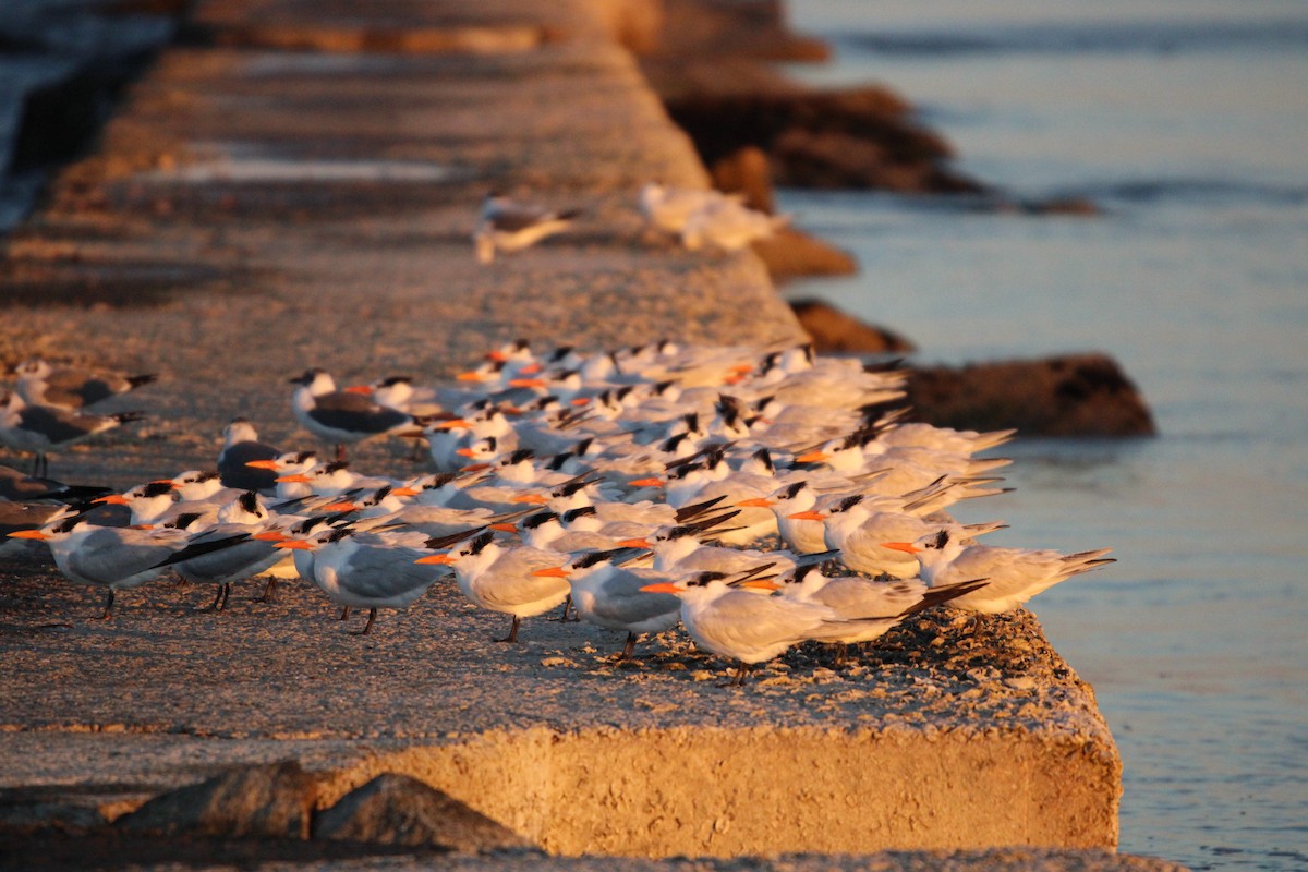 kongeterne - ML647880132