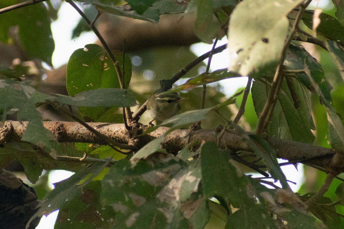 vestkronsanger - ML647880133