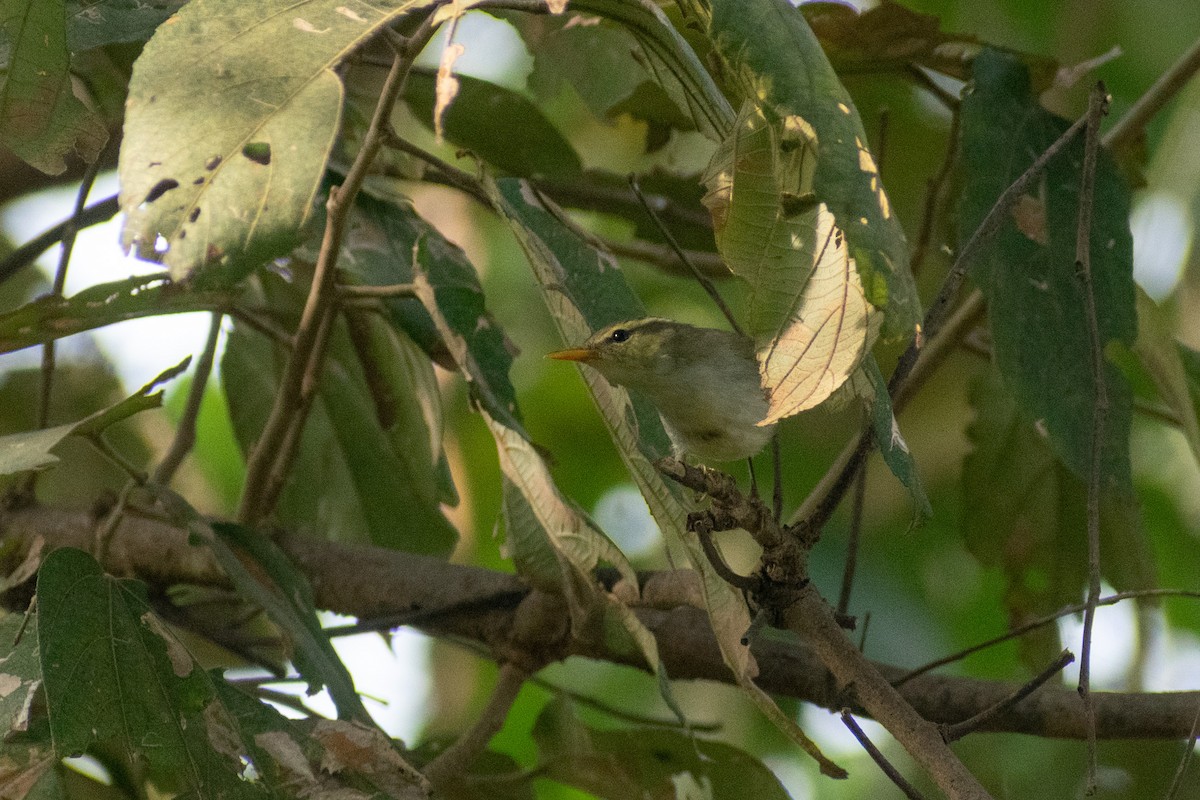 vestkronsanger - ML647880134