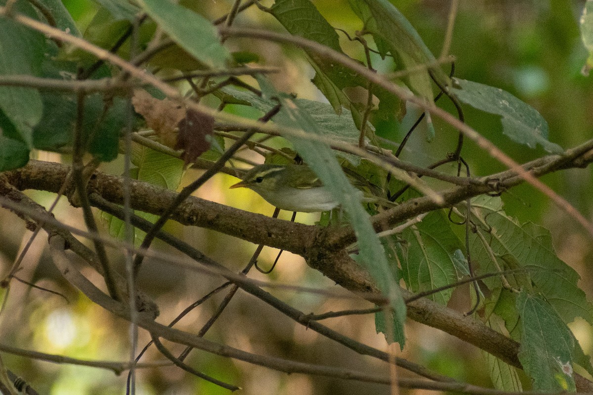 vestkronsanger - ML647880135